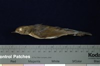 藏品(藍尾鴝)的圖片